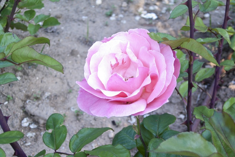 https://galeria2.nomenplantor.org/galleries/nomenplantor/rosales/flores/variedades/Queen_Elizabeth.jpg?m=1546773408