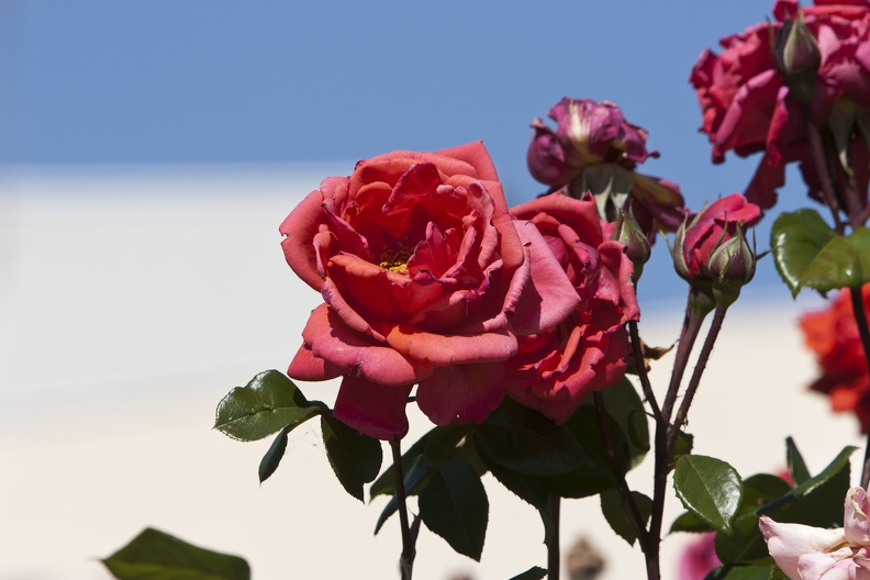 https://galeria2.nomenplantor.org/galleries/nomenplantor/rosales/flores/variedades/crimson_glory_cl.jpg?m=1528346713