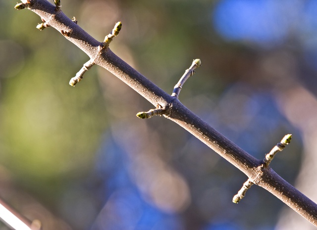 Acer platanoides braquiblastos