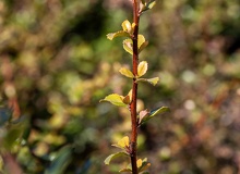 Escallonia ramilla