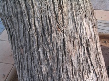 Eucaliptus_gomphocephala_tronco