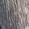 Eucaliptus_gomphocephala_tronco