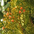 Hojas_thuja_occidentalis.jpg