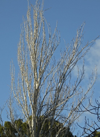 Populus alba bolleana ramas