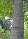 corteza_celtis_australis