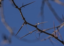Gleditsia triacanthos espinas ramificadas