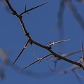 Gleditsia triacanthos espinas ramificadas