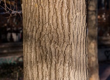 Ulmus minor tronco