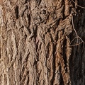 Ulmus pumila tronco