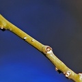Styphnolobium japonicum cicatriz foliar