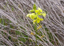 Flores