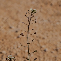 A - Capsella bursa-pastoris