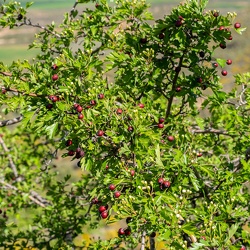 A - Crataegus monogyna