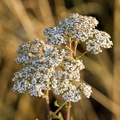 Achillea millefolium - Flores