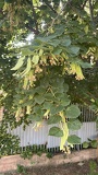 IMG 5291