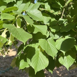 A - Tilia cordata