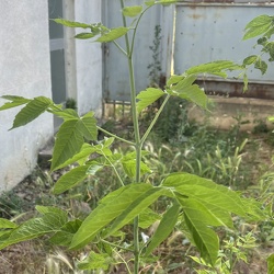 A - Acer negundo