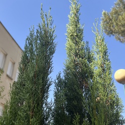 A - Cupressus sempervirens