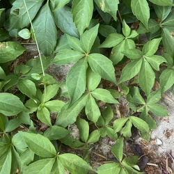 A - Parthenocyssus quinquefolia