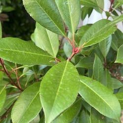 A - Photinia glabra