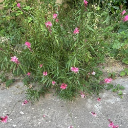 A - Gaura lindhenmeri