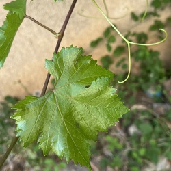 A - Vitis vinifera