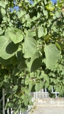 IMG 5339