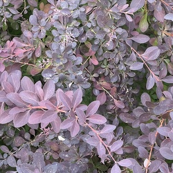 A - Berberis thumbergii var. atropurpurea