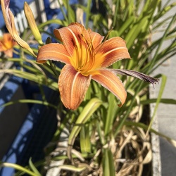 A - Hemerocallis fulva