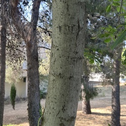 A - Juglans regia