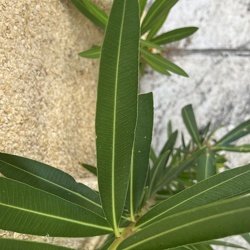 A - Nerium oleander