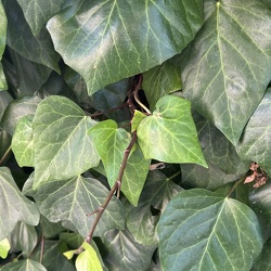 A - Hedera hibernica