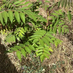 A - Ailanthus altissima