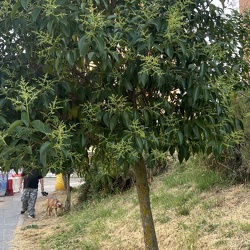 A - Ligustrum lucidum