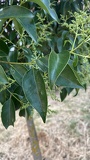 IMG 5397