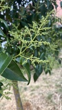 IMG 5398