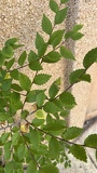 IMG 5389