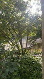 IMG 5394