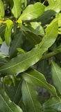 IMG 0840b