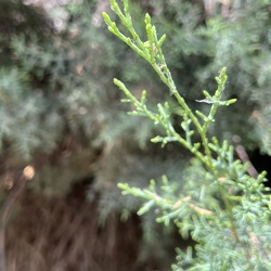 A - Cupressus arizonica