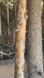 IMG 5453