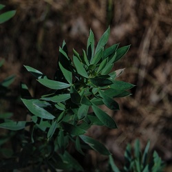 A - Adenocarpus argyrophyllus