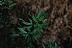A - Adenocarpus argyrophyllus