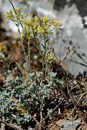 Alyssum serpyllifolium