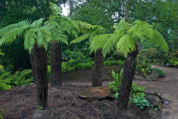 Dicksonia antarctica