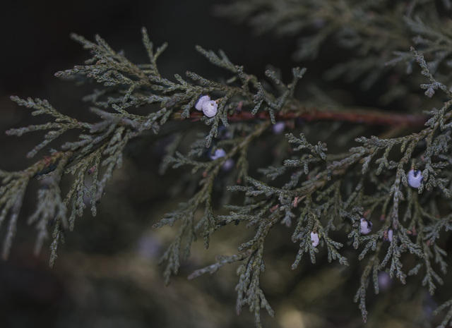 Juniperus_frutos.jpg